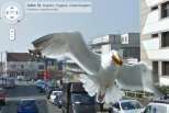 Animais apanhados no Google Street View: gaivota em Inglaterra
