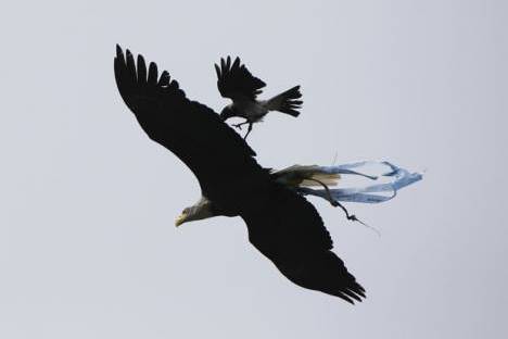 Águia Olímpia (Lázio) atacada por corvo
