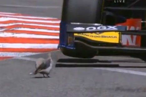 Vídeo: pássaro no circuito do Mónaco