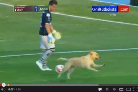 Vídeo: cão invade Iquique vs Velez Sarsfield